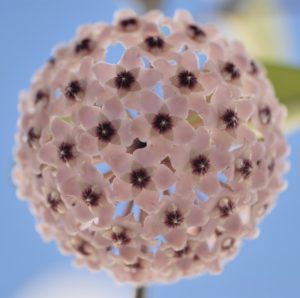Hoya Carnosa Flower Seeds-Large Hydrangea Clustered with Many Star-shaped Florets