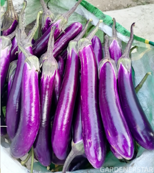 ๐Purple Eggplant Seeds