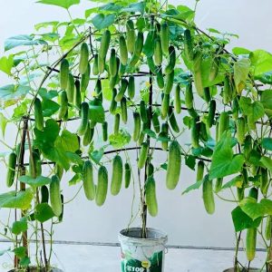 ๐ฅ 40% Off Climbing Cucumber Seeds โ Grow Fresh & Save Big!