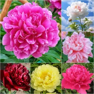 🌺Multicolor Double Peony - The Stunning Flower Of Time
