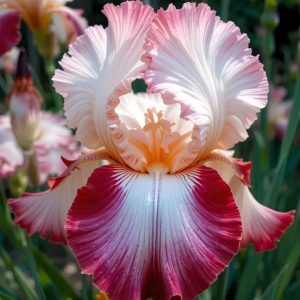 Pink fruit-Rare Iris Bulbs⚜️
