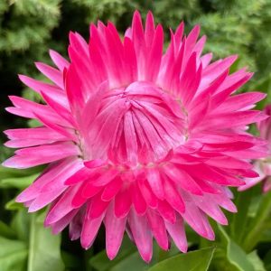 Strawflower Seeds Xerochrysum Bracteatum