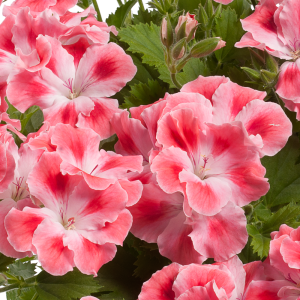 Candy Flowers Seeds