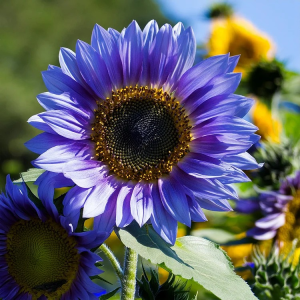 Sunflower Seeds for Planting Rare Multi Color Garden Seeds Sunflowers