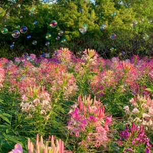🌺Cleome Flower Seeds—Flying Butterflies