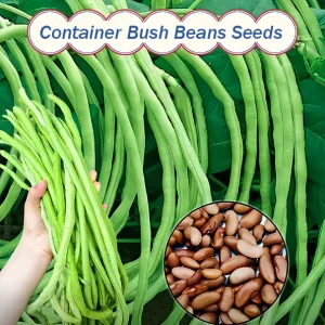 ๐ซContainer Bush Beans Mascotte