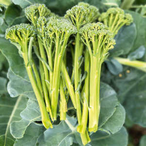 ๐ฅฆRare Broccolini Seeds